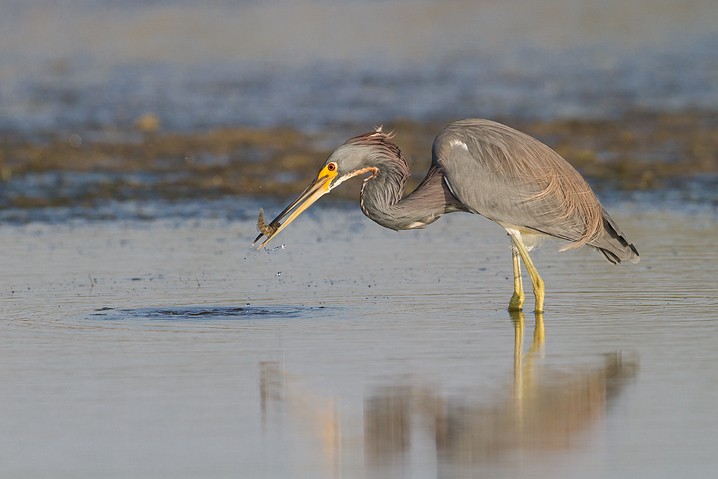 Dreifarbenreiher Egretta tricolor Tricolored Heron